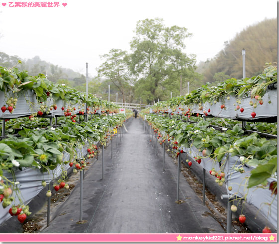20140207山頂果園採草莓_19.jpg