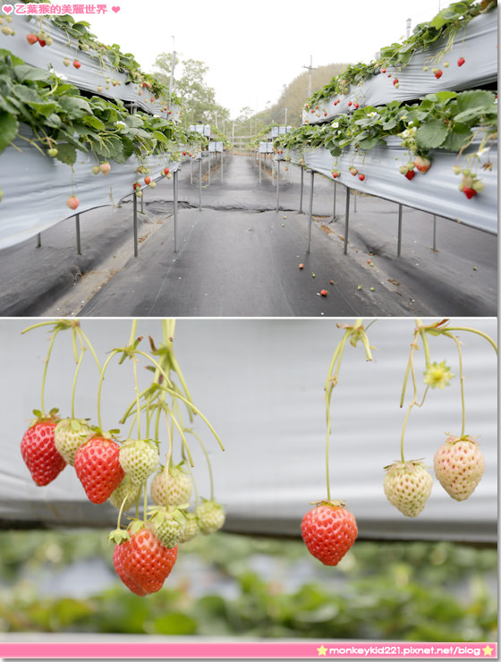 20140207山頂果園採草莓_23.jpg