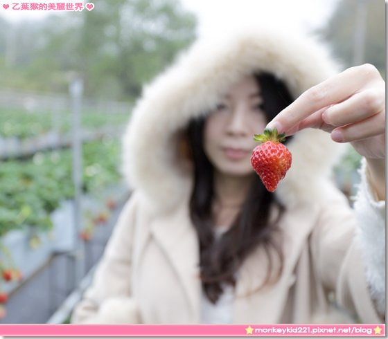 20140207山頂果園採草莓_22.jpg