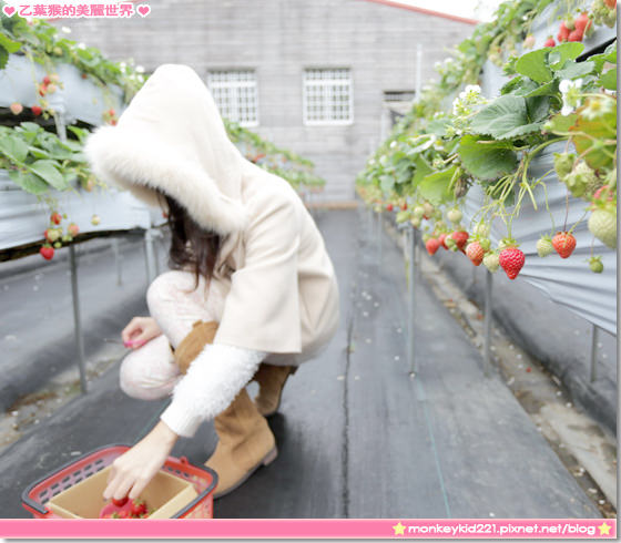 20140207山頂果園採草莓_25.jpg