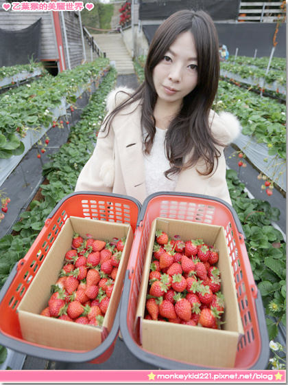 20140207山頂果園採草莓_27.jpg